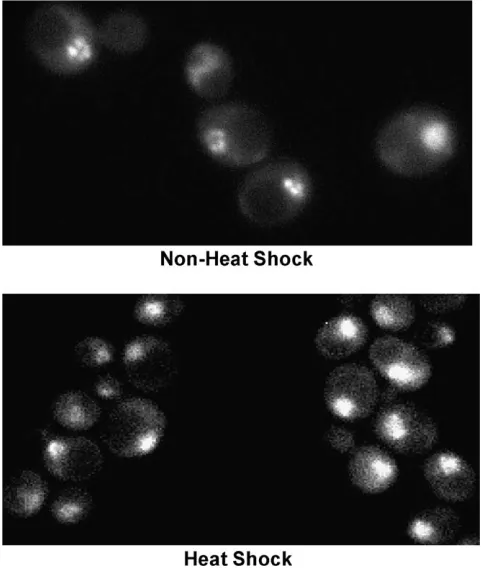 Figure 2A.Figure 1.—HSF localizes to the yeast nucleus under bothExperimental strategy:
