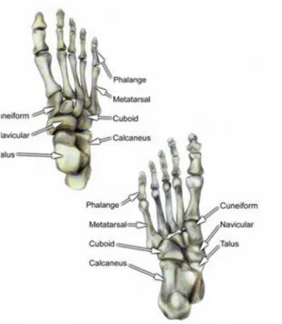 Fig 1:Bones of the foot, dorsal and ventral views.