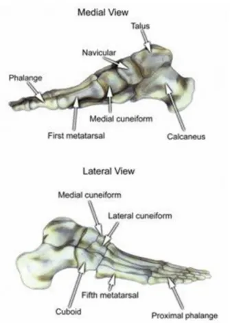 fig 2:Bones of the foot, medial and lateral views.
