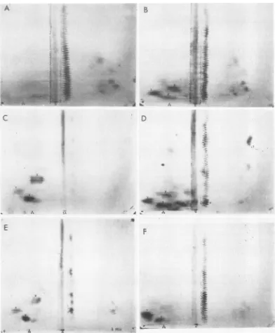 FIG. 4.print,assayeddays).days);andautoradiographsassayedRNAingmethionineexceptcountsEMC Comparison of tryptic digests of the products synthesized in response to encephalomyocarditis (EMC) in mouse and chick cell-free systems