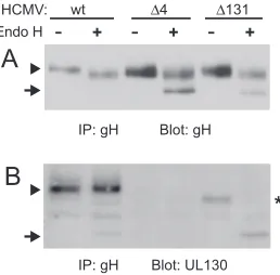 FIG. 1. Expression of gH, gL, UL128, UL130, and UL131 proteinsby wild-type and mutant HCMV