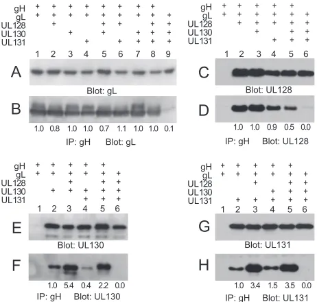FIG. 4. Expression of gH, gL, UL128, UL130, and UL131 by non-replicating Ad vectors. U373 cells were infected with Ad vectors and