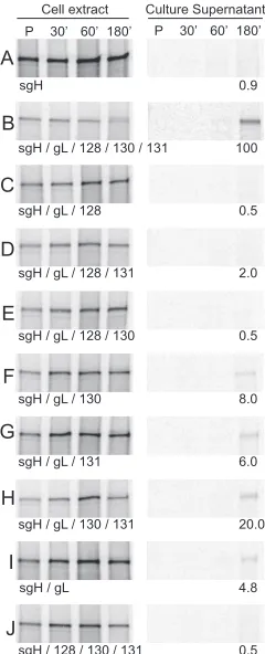 FIG. 8. Secretion of sgH coexpressed with gL, UL128, UL130, andUL131 proteins. U373 cells were infected with Ad vectors expressing