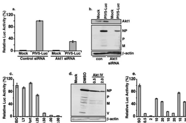 FIG. 3. Role of Akt1 in PIV5 protein expression. (a) Effect of siRNA against Akt1 on PIV5 protein expression