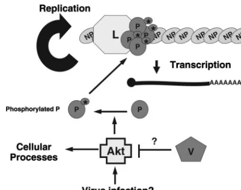 FIG. 7. Phosphorylation of recombinant P by Akt1. RecombinantPIV5 P with a six-His tag at its N terminus was puriﬁed from bacteria