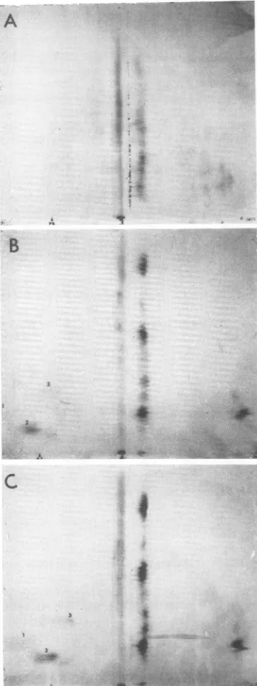 FIG. 3.*.:.formedRNA Comparison in response by ribosomes::s:... from