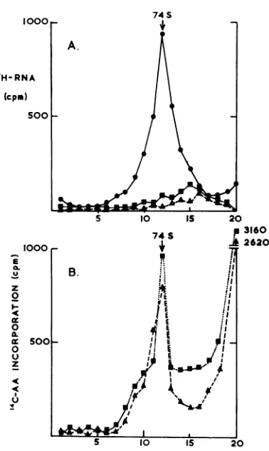 FIG. 7.RNA Fate and of the