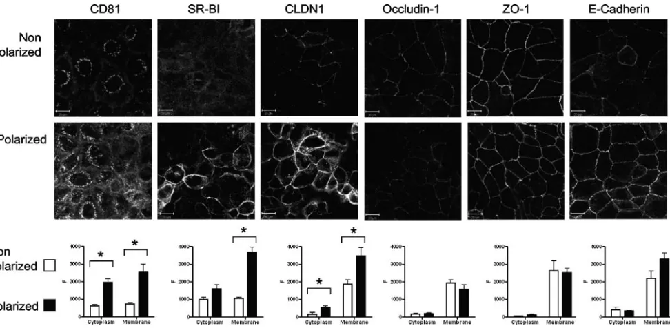 FIG. 3. HCV receptor and TJ protein expression in Caco-2 cells. Caco-2 cells were seeded onto glass coverslips under conditions necessary toachieve nonpolarized and polarized monolayers, as detailed in the legend to Fig