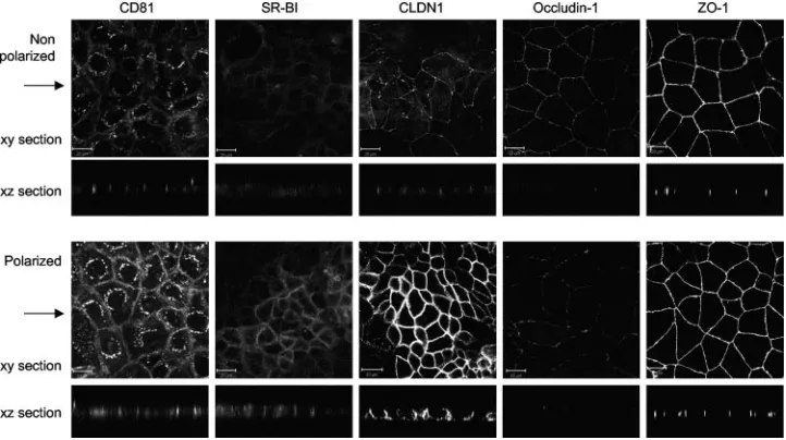 FIG. 4. HCV receptor and TJ protein localization. Caco-2 cells were seeded onto glass coverslips under conditions optimized to achievenonpolarized and polarized monolayers, as detailed in the legend to Fig