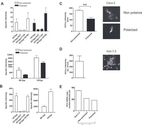 FIG. 5. HCV entry and infection of polarized cells. (A) HCVpp infection of nonpolarized (white bars) or polarized (black bars) Caco-2 cells in thepresence or absence of neutralizing anti-HCV E2 MAbs 9/27 and 11/20 and control anti-HIV gp120 MAb 10/76b