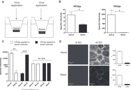 FIG. 6. Effect of polarity on HCVpp infection. (A) Caco-2 cells were grown until polarized on 0.4-�access to the apical or basal membrane for HCVpp or VSVpp infection