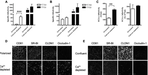 FIG. 7. Effect of disrupting TJs on HCV entry and infection. (A) Caco-2 cells were grown until polarized