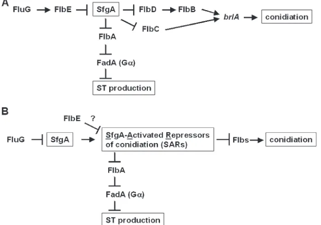 Figure 7.—Genetic models for regulation