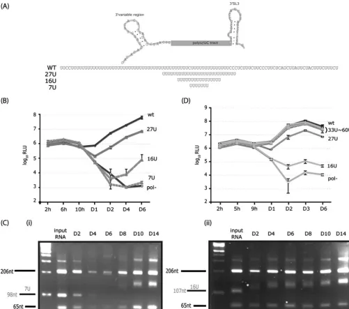 FIG. 2. Selection for longer poly(U) tracts improves replicative ﬁtness. (A) Diagram of the poly(U/UC) tract with ﬂanking regions