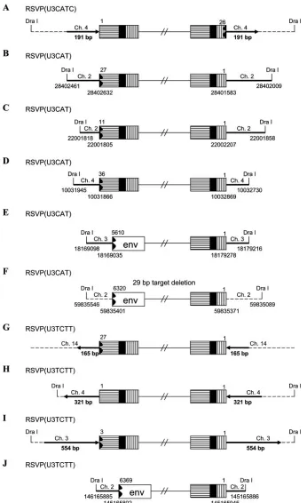 FIG. 3. Structures of the aberrant proviruses. U3 is shown as a box with horizontal bars, R is shown as a black box, and U5 is shown as a boxwith vertical bars