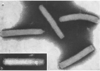 FIG. 2.gradient.observed Virus particles, negatively stained with 2%c phosphotunigstic acid, from the lowest band (ban1d 1) in the' Kniobby surfaced rod-shaped particles, 330 by 80 tim in average size, are seen