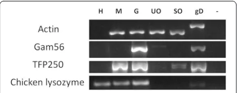 Figure 1 RT-PCR assessment of purity of Eimeria tenellamerozoites, gametocytes and oocysts