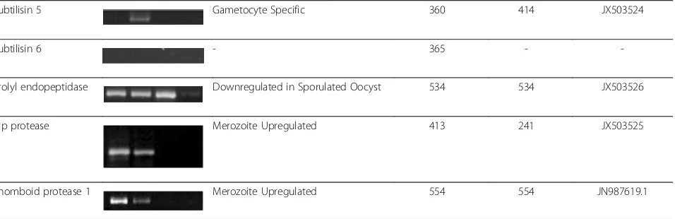 Table 2 Expression of protease genes in merozoites, gametocytes, unsporulated oocysts and sporulated oocysts ofEimeria tenella (Continued)