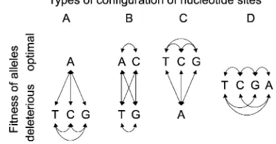 Figure 2.—All possible ﬁtness-relevant conﬁgurations for