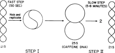 FIG.5.Eachclosedinthe an Model for the replication of SV40 DNA. line represents a double helix