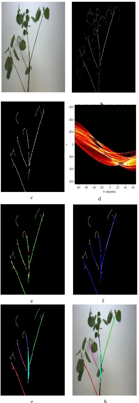 Figure 3 shows a Hibiscus nursery plant from an arbitrary 