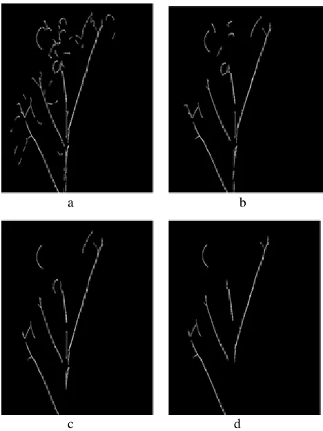 Figure 4. Hibiscus nursery plant (a) Sobel edge detection filter and (b) Canny Edge detection filter