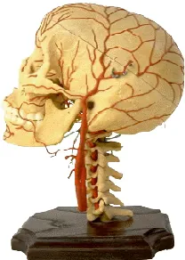 Fig. 1. Human neck Bones   