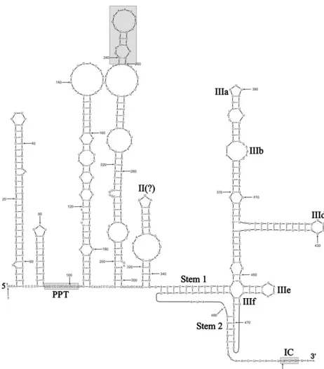 FIG. 3. RNA secondary structure of the SePV-1 5�a 22-nucleotide region with sequence identity to DHV, and the polyprotein start codon are indicated by shaded boxes