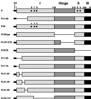 FIG. 1. Schematic representation of the wild-type P protein and the mutant P proteins used in this study