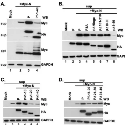 FIG. 4. The N-terminal 40-aa region is unable to bind to the N-RNA template in vitro. Puriﬁed RNP, N-RNA, and L-P complexes