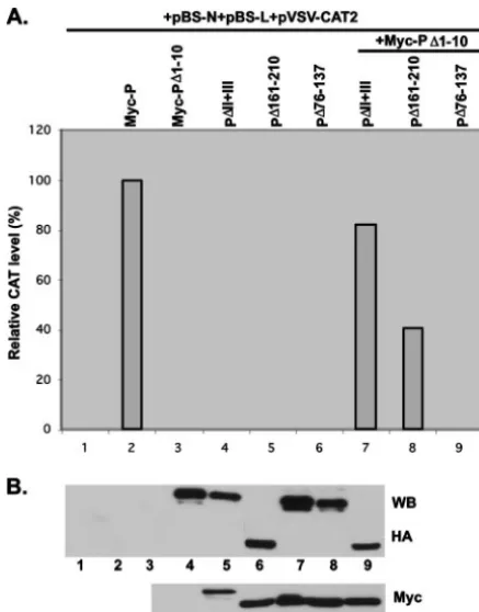 FIG. 7. Complementation assay of the ability of mutant proteins tosupport the transcription of the VSV minigenome in vivo