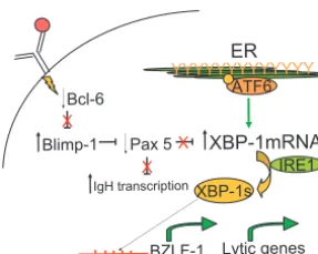 FIG. 9. Model of EBV reactivation in a plasma cell. BCR signalingand T-cell help set the latently infected memory B-cell on the course