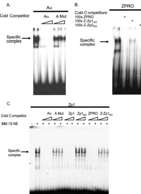 FIG. 3. Identiﬁcation of a putative XBP-1 binding site on ZPRO byEMSA. (A) MM.1S nuclear extracts were incubated with a previously