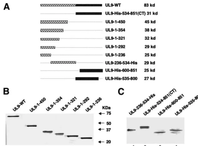 FIG. 1. Expression of truncated UL9 proteins in Vero cells. (A) Schematic diagrams of the truncated forms of UL9 used in this study