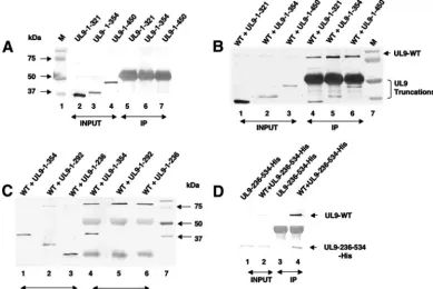 FIG. 2. Detection of heterodimer formation by coimmunoprecipitation in Vero cells. Conﬂuent Vero cells grown in 60-mm2cotransfected with plasmids of interest and allowed to incubate at 37°C for 18 h