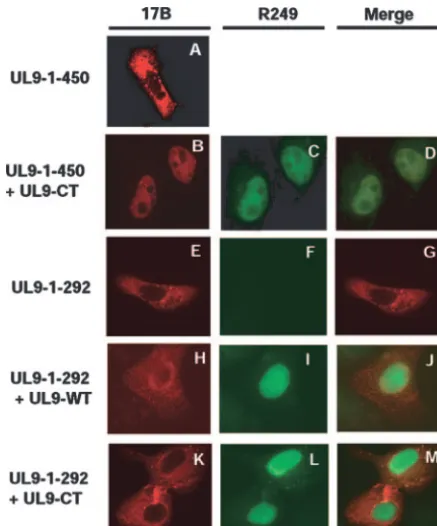 FIG. 5. Conﬁrmation of the N- and C-terminal interaction by im-munoﬂuorescence microscopy analysis