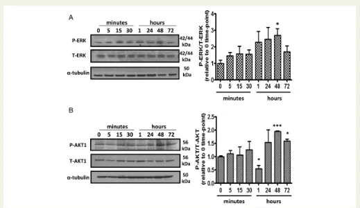 Figure 7 Stimulation of female human PASMCs with 17ERK-1/2 (b-estradiol increases AKT phosphorylation
