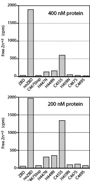 FIG. 4. Zinc binding by MBP-ZBD mutants. Wild-type and mutantMBP-ZBD proteins (400 nM in top panel and 200 nM in bottom