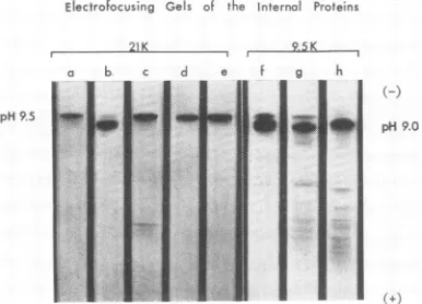 FIG. 4.polyacrylamideatsamplesGelsT6,resultingT2H,gelsv with the Electrofocusing of the internal proteins ongels