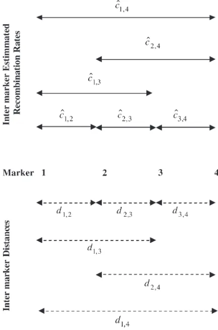 Figure 1.—Consider four markers with intermarker distan-
