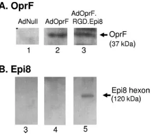 FIG. 2. Enhanced OprF expression in dendritic cells by AdOprF.RGD.Epi8 compared to AdOprF (shown are the results of one out of