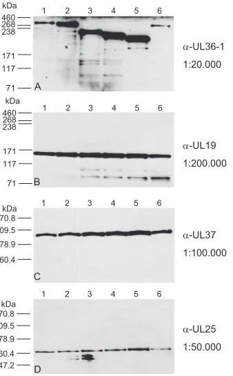 FIG. 3. One-step growth kinetics. Replication of PrV-Ka and respec-tive mutant viruses was assessed after infection of RK13 cells