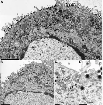 FIG. 4. Plaque size determination. Plaques of PrV-Ka and respec-tive mutant viruses on RK13 cells were measured, and mean plaque
