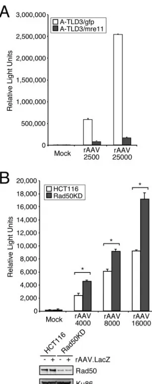 FIG. 3. The Mre11 complex limits efﬁcient rAAV transduction.(A) A-TLD 3 cell lines expressing GFP or WT Mre11 were infected