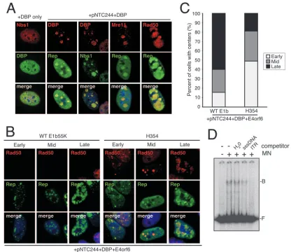 FIG. 5. MRN components localize to AAV replication compartments and bind AAV ITRs. (A) MRN localizes to AAV replication centers.HeLa cells were transfected with a DBP expression plasmid with or without the AAV infectious clone pNTC244