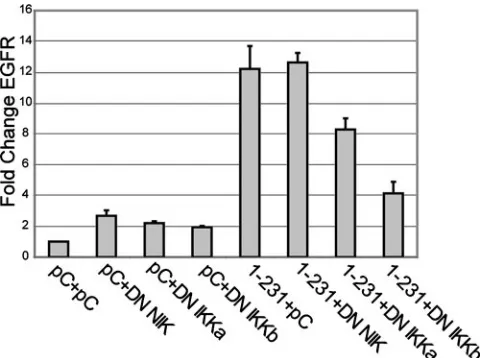 FIG. 4. DN IKK�protein. C33A cells transiently transfected with pCDNA3 vector con-trol, wild type IKKAA) DN IKKby EMSA