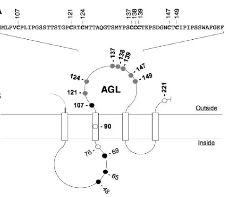 FIG. 1. Schematic representation of the HBV envelope proteinAGL. (A) AGL amino acid sequence