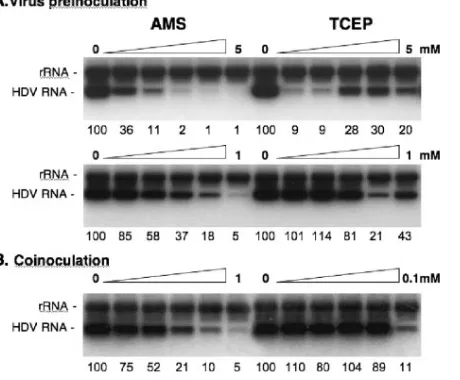 FIG. 6. Infection assays with cells or HDV particles treated withAMS or TCEP prior to inoculation