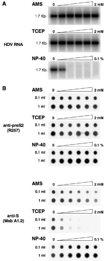 FIG. 8. Effects of AMS and TCEP on stability and antigenicity ofHDV particles. (A) To test the sensitivity of HDV virions to AMS, TCEP,