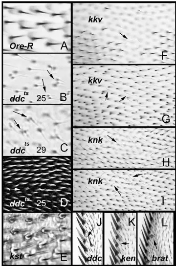 Figure 2.—Phenotypes in adult wings. (A–C) Micrographs �